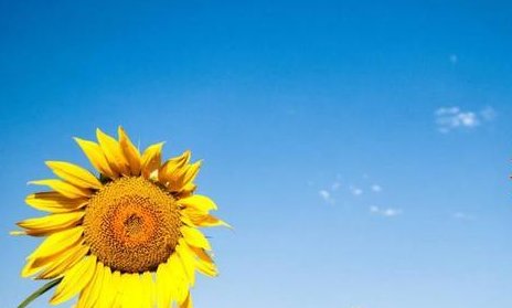  【绿萝】这几种花最适合夏天养,越热开花越多,比绿萝还好养