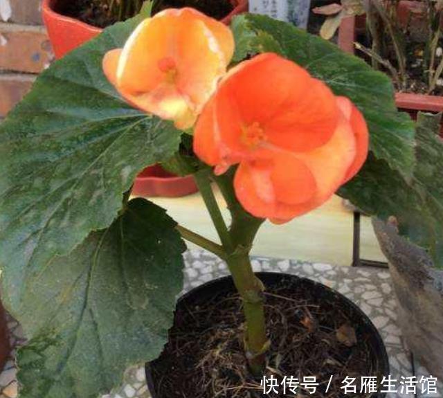 『扦插』现在“种下”5种花,只需1片叶子,秋冬开满阳台,开花一茬接一茬