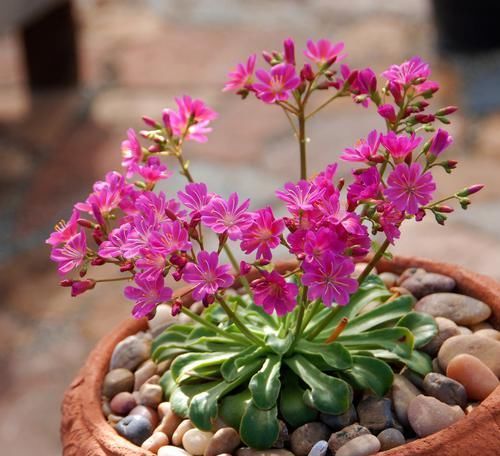  『养花』养花就养此款，花色美如胭脂，花开明朗干净，花色纯碎素雅，美