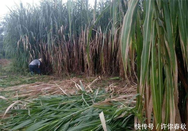  我国@每年亩产15吨，牛羊鸡鸭鹅都能吃，引入我国20年，却推广不