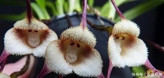 外国兰花撞脸孙悟空!售价高达5000元,游客:长这样为了吸引猴子？