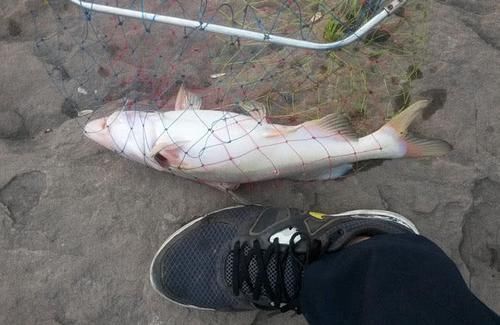  nbbrs_此鱼2两左右的最好吃，嘴巴属于天包地，非常考验钓鱼人的技术