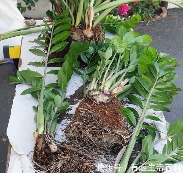 金钱树盆栽拔起来才发现根上长了这么多的瘤子