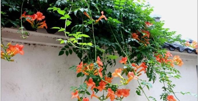  「凌霄花」凌霄花就像母亲无微不至的爱，虽不察觉但能感受到它的光芒万丈。