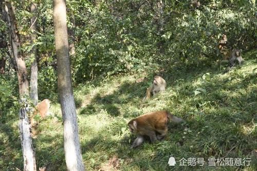 到徐州泉山森林公园去看野生的猕猴，时机很重要，安全更重要