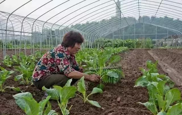 农业骗局:临近春耕又遇新骗局，专坑种植户，防不胜防!