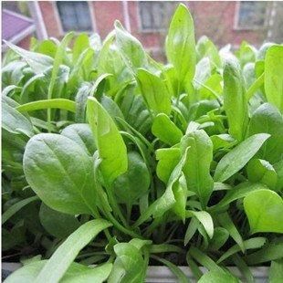  西红柿：这几种蔬菜，种在花盆里，一年四季吃不完的菜，真好