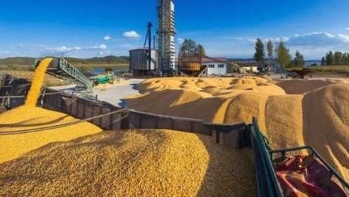  【进口大量粮】为何印度在出口粮食，中国却满世界卖大米？专家