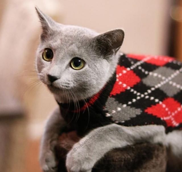  「有趣」超有趣的“变脸猫大赛”，猫看后自己都笑了……