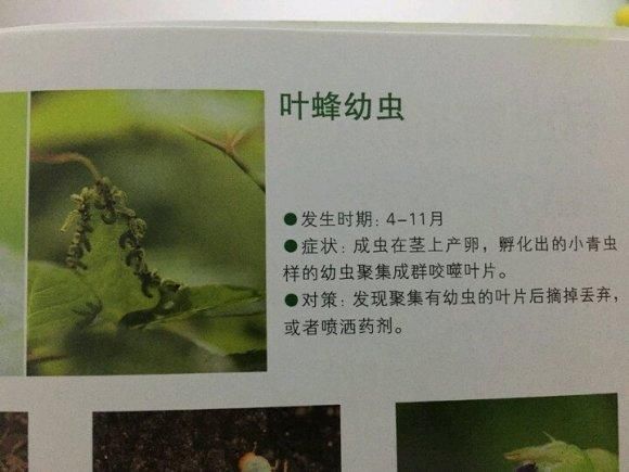  【叶蜂】春天养月季，最怕遇到1种“虫子”，先吃叶子、后吃嫩枝