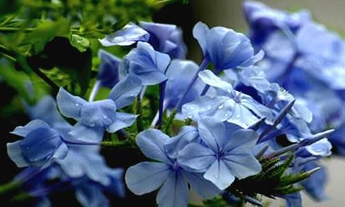  『养花』养花选这几款，植株低矮，花多易爆盆，美观大气，花开美成小花园