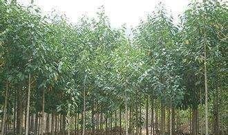 在农村这3类植物是不允许种植的,如果种植的话,可能就要罚款了！