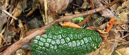  价值|这种野生物，珍贵独特，有幸在山上遇到别破坏，它价值好高