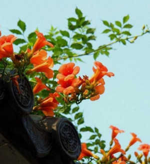 「瞬间」这5种爬藤花卉,一到春夏就爬满院墙,庭院瞬间美成童话世界!