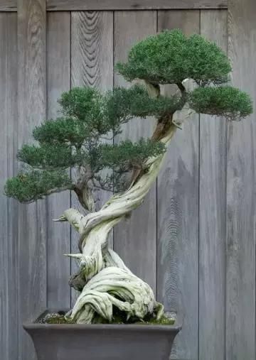 盆景展 ,美美美 !