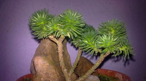  『知识』养球松的很多，想它更美观，需了解修剪知识，什么时候进行呢？