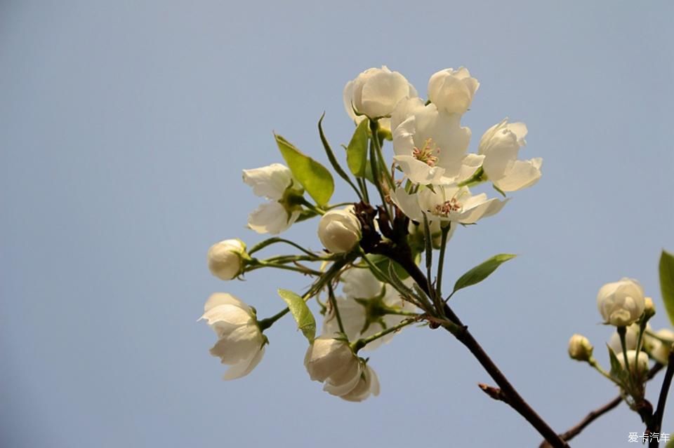  【梨花】【春龙】那年梨花盛开时