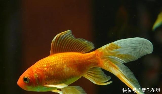 「虾红素」养鱼达人,要不要自己动手做鱼粮