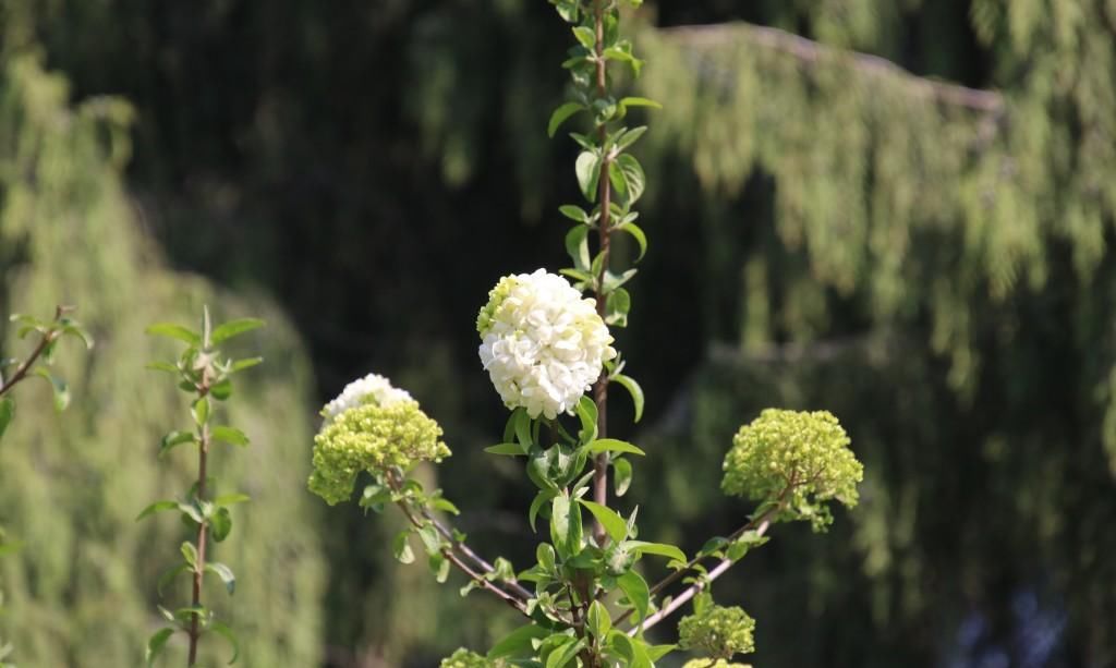  『绣球花』百花争春，绣球花也不堪寂寞
