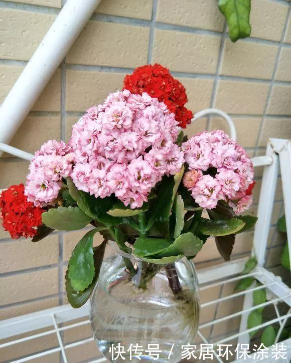 『水培花卉』水培掌握8个小窍门,绿萝爬满墙,吊兰猛抽枝!