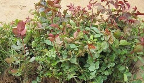  #新叶#高温天这4种花，繁殖更容易，一插就活，绿萝1周长新叶