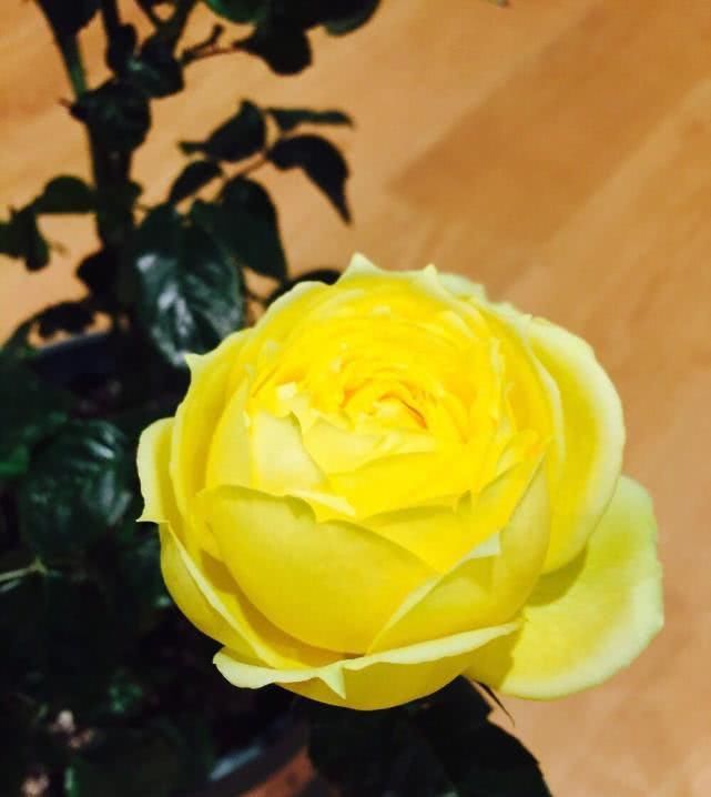  『值得』花型似玫瑰，“好养易活”四季有花开，此盆栽花值得入手！