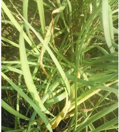  导致：韭菜叶子干尖是什么原因导致？该如何防治？菜农要看看！