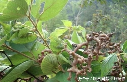  『种果』小时候会去摘1种“鸡爪梨”，褐色的果子独特，如今珍贵、也少见