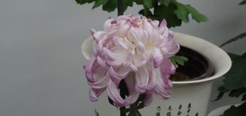  「芹叶牡丹」喜欢菊花，首选“珍稀名菊”斗南的月，粉嫩妖娆，柔美雅致！