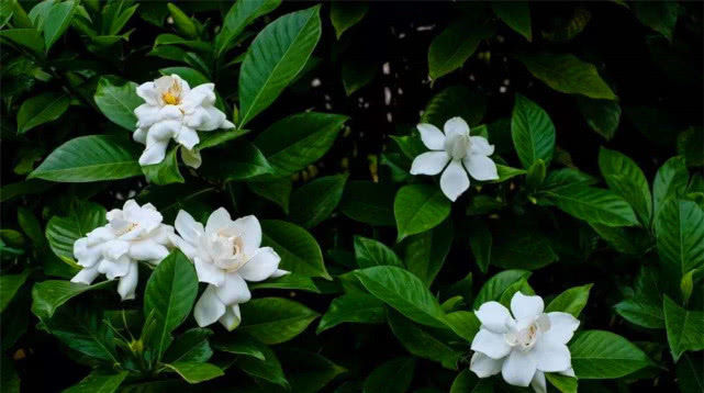  『花卉植物』立夏阶段“花怕热”，种上8种“耐夏花”，都比太阳花美、还好养