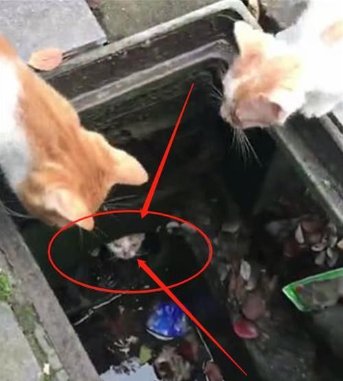 下水道@两只流浪猫向好心人求助,搭救下水道的猫咪,画面让人心疼不已