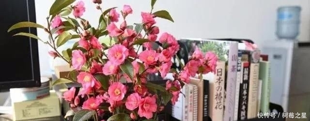  『打开』一朵花|一朵花茶，同时可以打开一百朵花