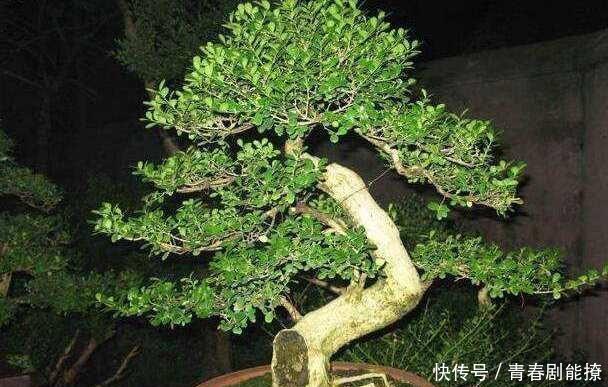 『黄杨』雀舌黄杨古朴典雅沧桑,雀舌黄杨盆景在北方如何养护