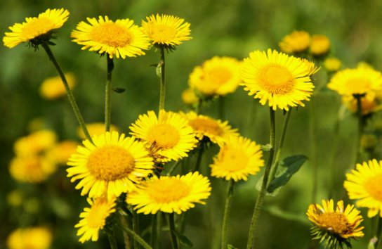  溢满■这些花朵养护简单易爆盆，养在客厅里，清香溢满屋