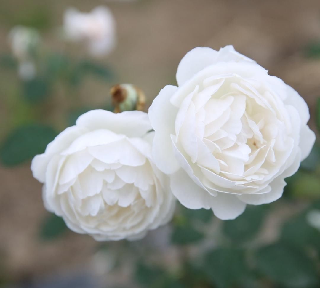  『月季』两种肥水制作方法简单，却是月季生长开花的好帮手