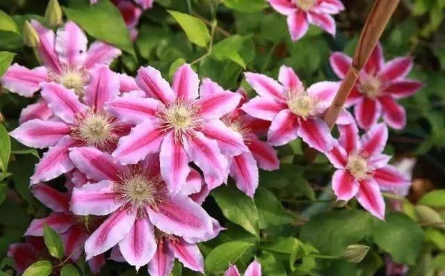  『喜欢』喜欢开花多又好养的花，推荐这3种，满足你的要求还能顺着墙爬