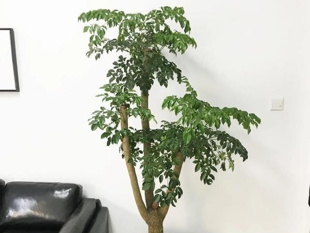  盆栽：4月发文：大型盆栽总掉叶，不好活，这是为什么？