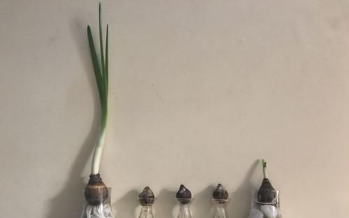  水培■买几个风信子的球茎，准备一个水培容器，添加一点清水就能养开花