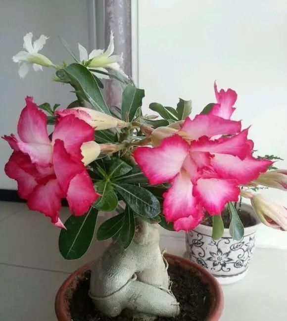  「植物」4种花“叶子肥”还耐旱,客厅养一盆30天不浇水,长得越来越旺