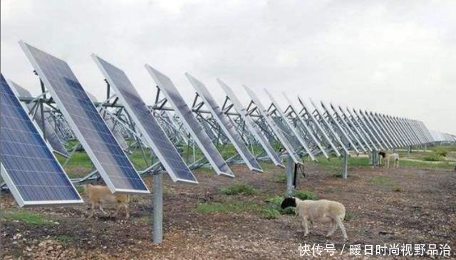  【中国】中国在发电站放了几千只羊，一个世界难题，就这样被羊