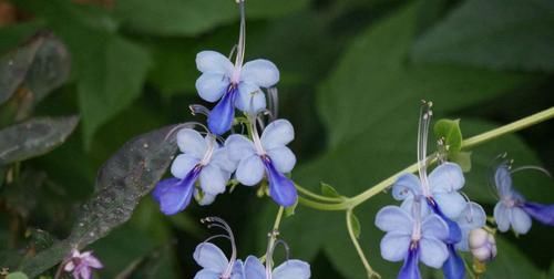  「绿萝」此花，花朵酷似蝴蝶，好养耐活价格低，年头开到年尾，比养绿萝强