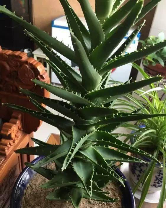 『盆栽』小盆栽养成树,当成传家宝都不为过,搬家都费事