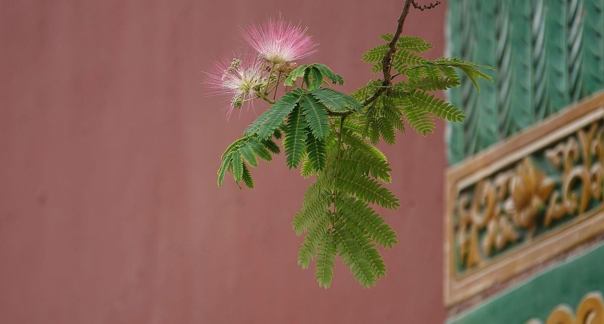  貌似|此花善于安神解郁，被誉之“奇花”，却有三种花貌似，被误用已久