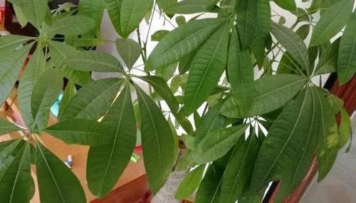 「养好」养好发财树,这几个“细节”要注意,不能疏忽,小心黄叶子