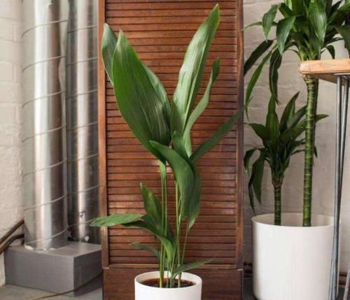 【寓意】这3类植物,寓意好,净化空气'吸'甲醛,欣赏价值高又好养