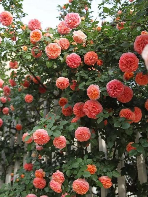  『三角梅』有院子的话，一定养这花，开花大又香！