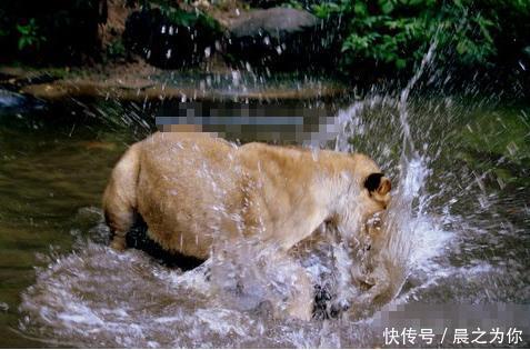  『打架』两只母狮一言不合就打架，上秒还在喝水，下秒就把同伴按进水里