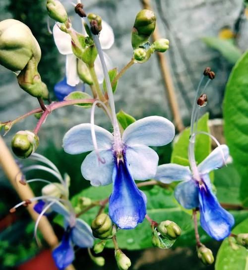  #紫叶酢浆草#爷爷养了一盆“蝴蝶花”，一根枝上开出百朵花，五颜六色最讨喜！