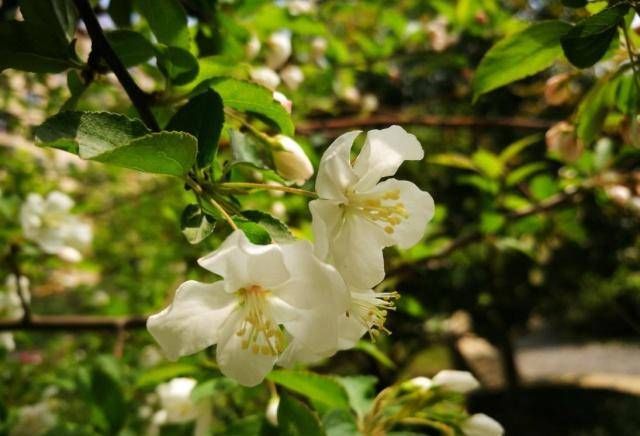  「没想到」没想到这种花不仅有观赏价值，而且还可以食用，芳香可口