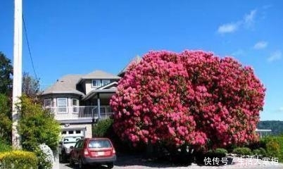 世界上最珍贵的5棵树，其中有一棵在中国